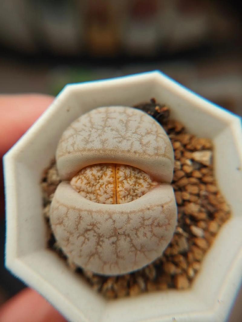 喋血外星人 相关产品