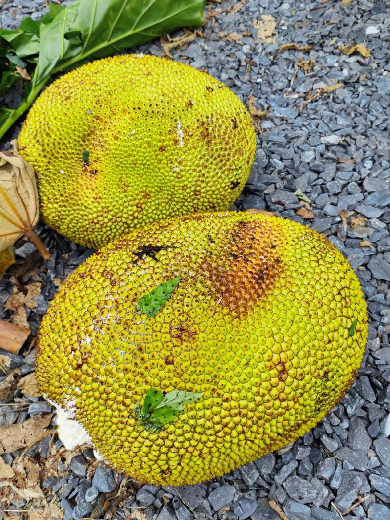 倒霉蛋淘金记 相关产品