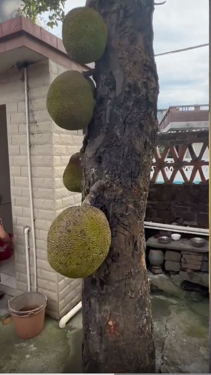 三个邻居 产品主图