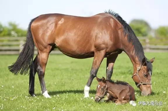 墙头马上 相关产品