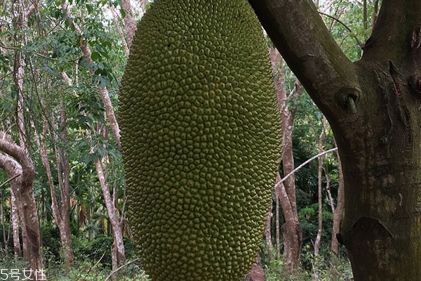 偷心者 相关产品