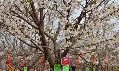 伊甸园计划 相关产品