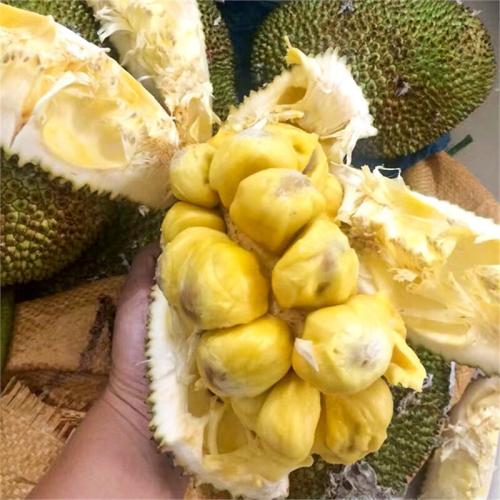 充气女友进化论 产品图片