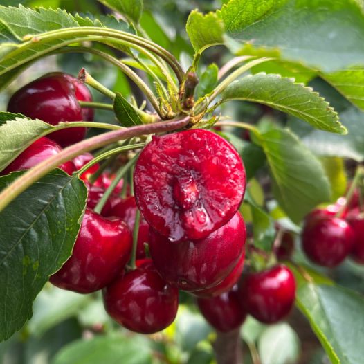 你是下一个 相关产品