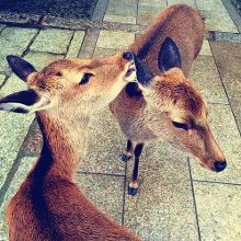 叠影惊情 相关产品