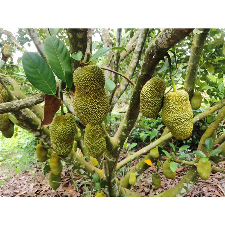 伦敦河 产品图片