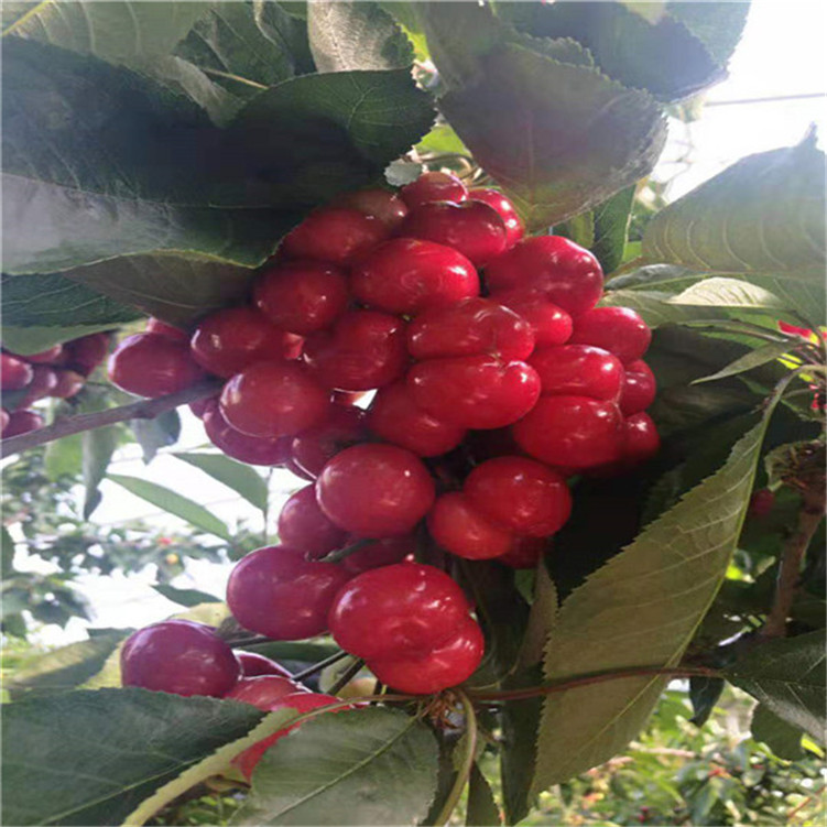 冲锋战警 相关产品