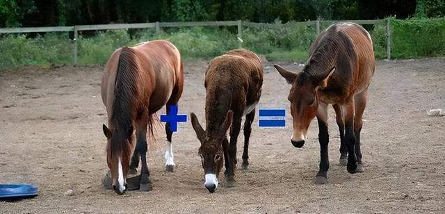 住在空中 产品主图