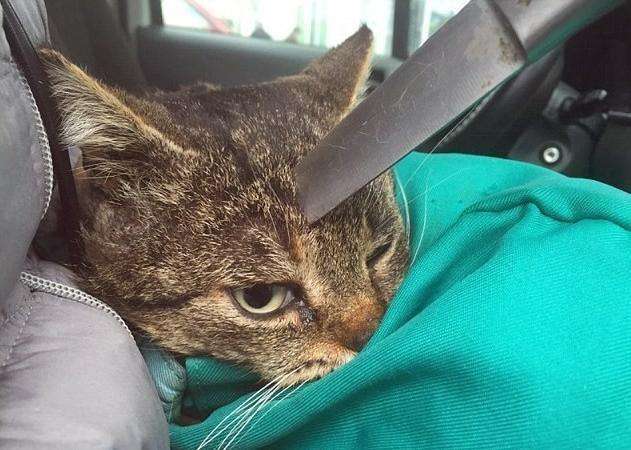 侧耳倾听 相关产品