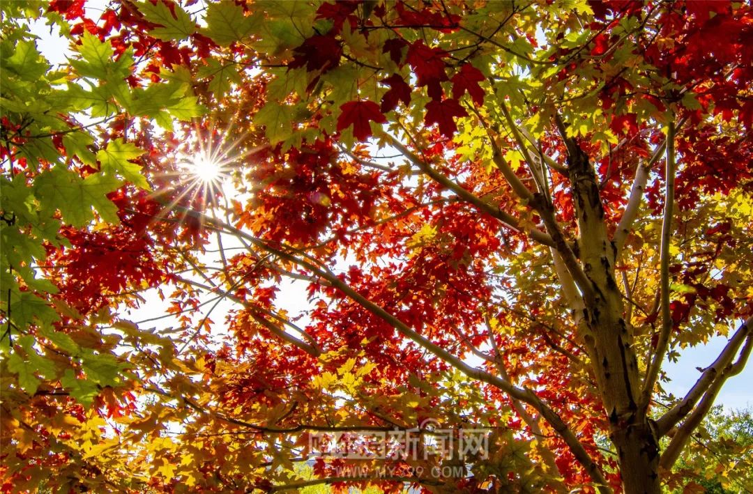 仙乐飘飘 产品图片