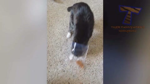 四月的长久梦 相关产品