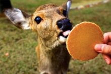 冷酷的心 相关产品