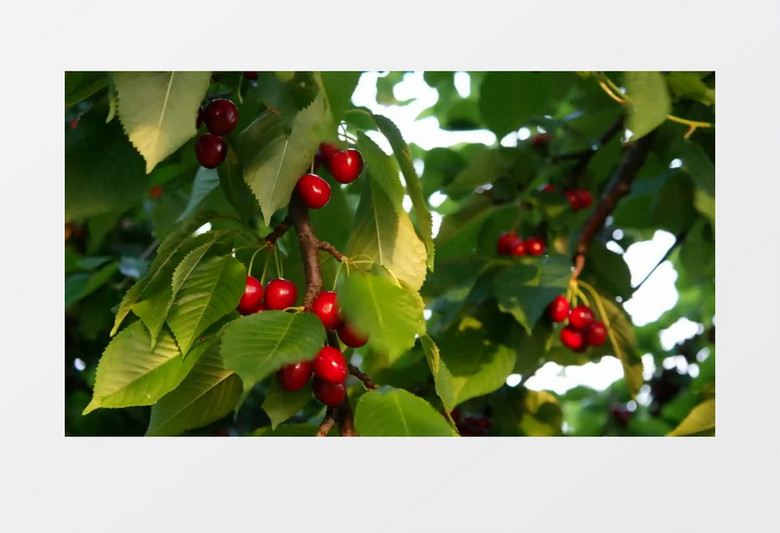 伪装大师2：完美骗局 相关产品