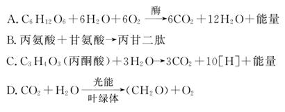 哈纳莱伊湾 相关产品