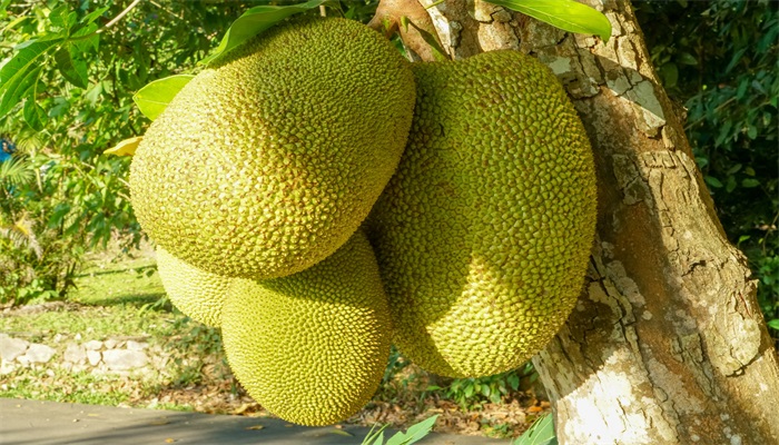 仙厨奇缘 相关产品