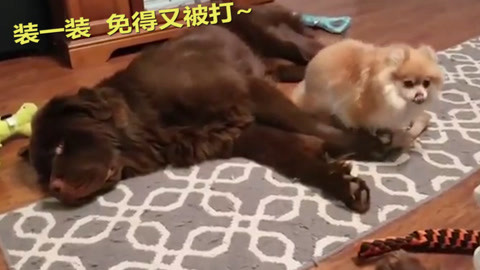 哆啦A梦：伴我同行 相关产品