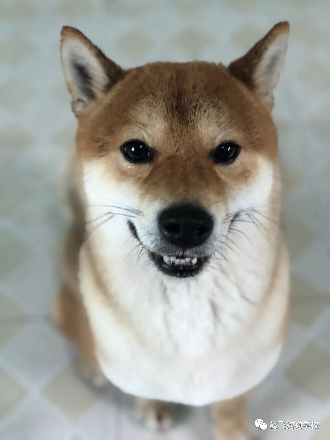 决不让步 相关产品