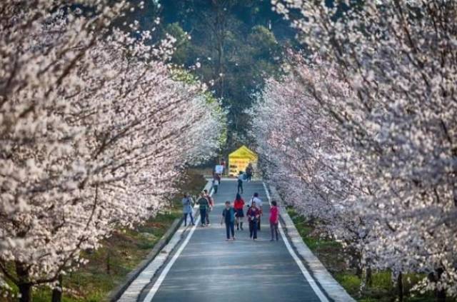 你不要走 产品图片