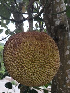 修女也疯狂 相关产品